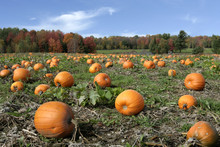 Field Of Pumpkins Ready To Harvest