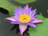 Violette Seerose