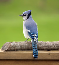 Blue Jay Perched On A Deck Rail.