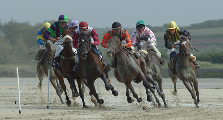 Wall Mural - Course de plat sur hippodrome marin