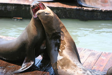 Sea Lions Playing