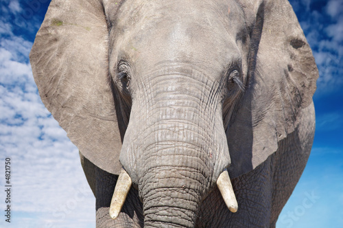 Foto-Kissen - African elephant (von Dmitry Pichugin)