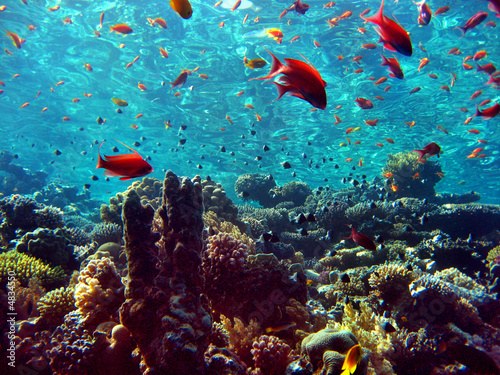 Alu-Spannrahmen - Korallenriff (von Hennie Kissling)