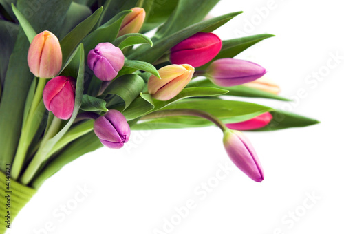 Zdjęcie XXL Bukiet tulipanów