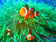 canvas print picture - Nemo found