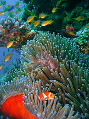  Colorful coral reef fish