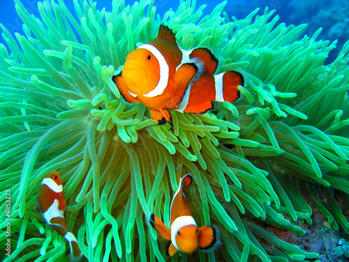 Zdjęcie: Nemo found Nemo found
