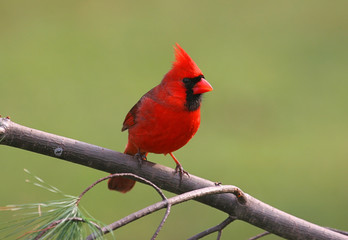 Wall Mural - Male Northern Cardinal on a Cold Winter Day