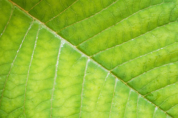 Leaf