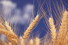 Wheat Ears Against The Blue Cloudy Sky