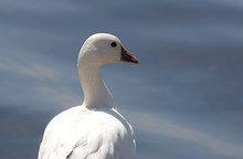 Ross's Goose In Northern California