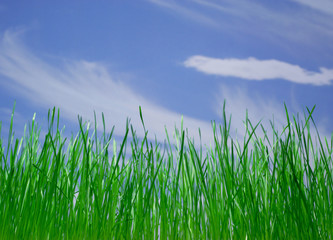  green grass1