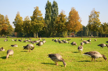 Flock Of Ducks On To The Meadow