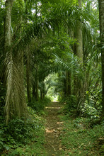 Walking Path In The Tropical Forest Wide Shot