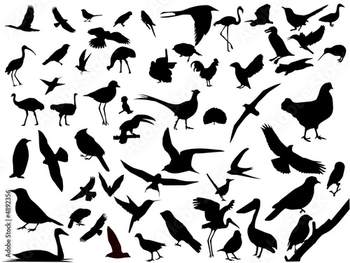 Lots of birds vectors silhouette - Buy this stock vector and explore similar vectors at Adobe