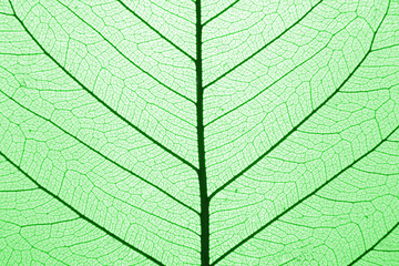 Poster - leaf texture