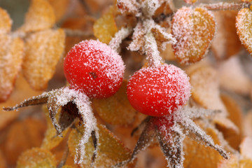 The first autumn hoarfrost on red fruits dogrose