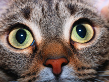 Cat Eyes Close Up