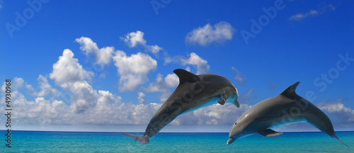 Foto-Leinwand ohne Rahmen - two dolphins (von Manuel Fernandes)