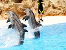 Dolphin Display