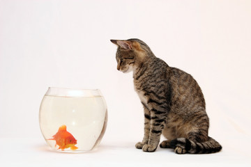  Home cat and a gold fish.