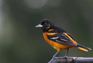 Wall Mural - Northern Baltimore Oriole