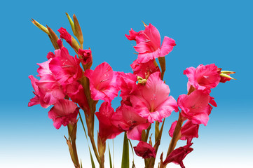 Wall Mural - Red gladiolus isolated on the white background