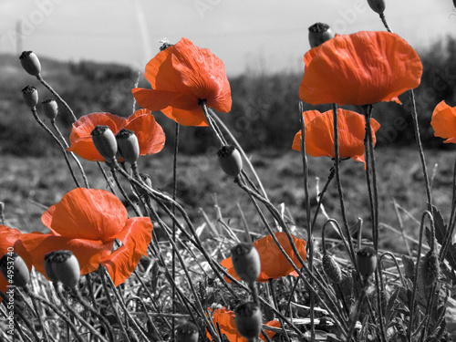 Fototapeta na wymiar Amapolas