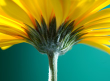 Yellow Gerber Flower On Green Background