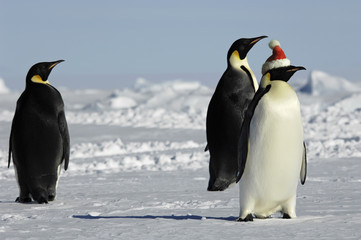 Wall Mural - Penguin group at Christmas