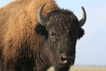 Wall Mural - Close-up buffalo