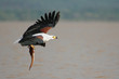The catching (African Fish Eagle).