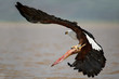 The catching (African Fish Eagle).