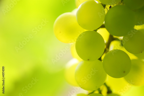 Fotografía Close-up of a bunch of grapes on grapevine