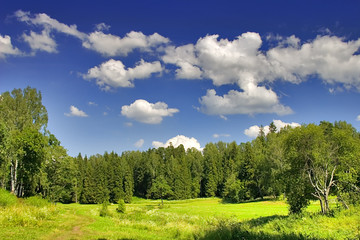 Wall Mural - green summer forest