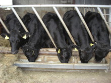 Cows Feeding