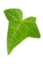 Ivy Leaf