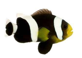 Wall Mural - Saddleback clownfish - Amphiprion polymnus