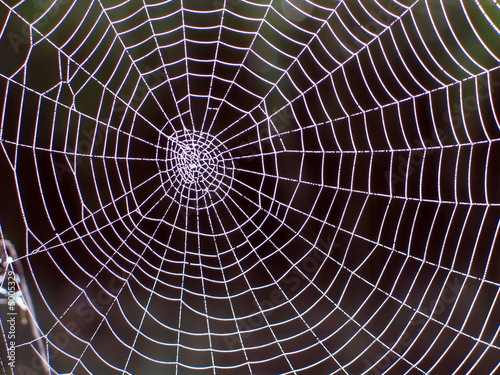 Spinnennetz Buy This Stock Photo And Explore Similar Images At