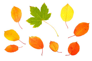 Wall Mural - Collection of autumn leaves