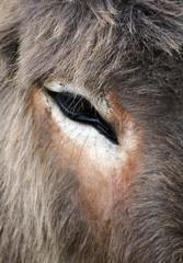 Donkey portrait