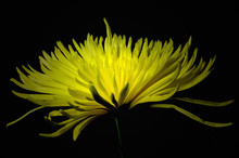 Yellow Spider Mum Free Stock Photo - Public Domain Pictures
