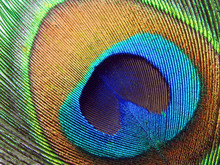 Peacock Eye.