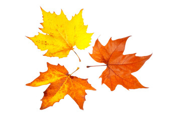 Wall Mural - Three maple leaves