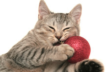 The Grey Cat Plays With A Red New Year's Toy