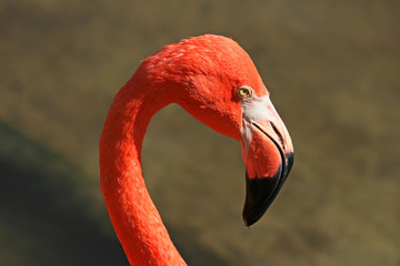 red flamingo in a park