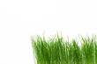 canvas print picture Green fresh grass