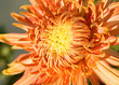 Leinwanddruck Bild - Beautiful orange flower