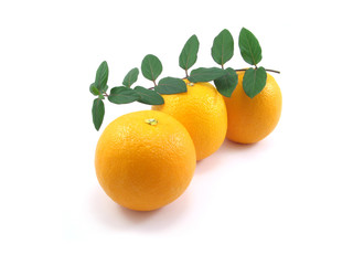 oranges