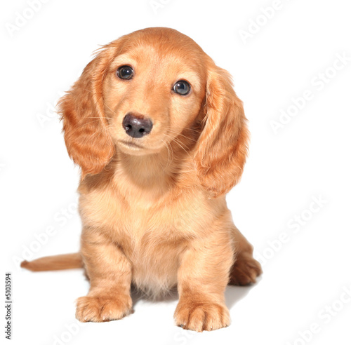 Foto-Fahne - Dachshund puppy (von Barbara Helgason)